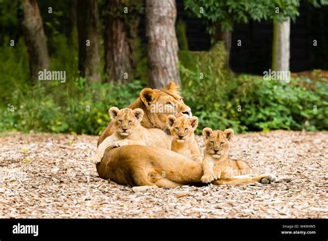 Lioness With Her Three Cubs Panthera Leo Stock Photo Alamy