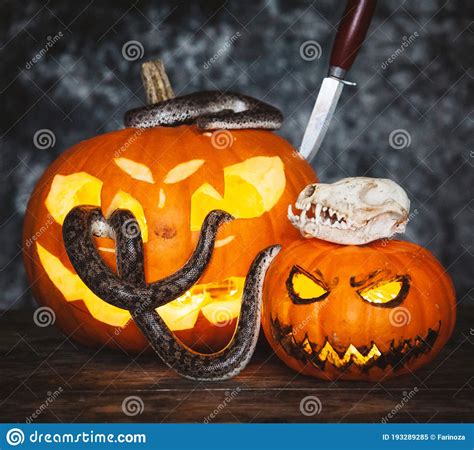 Happy Halloween Snakes With Pumpkins On A Table Stock Image Image