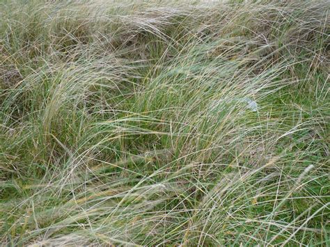 Marram Grass British Wildlife Wiki Fandom Powered By Wikia