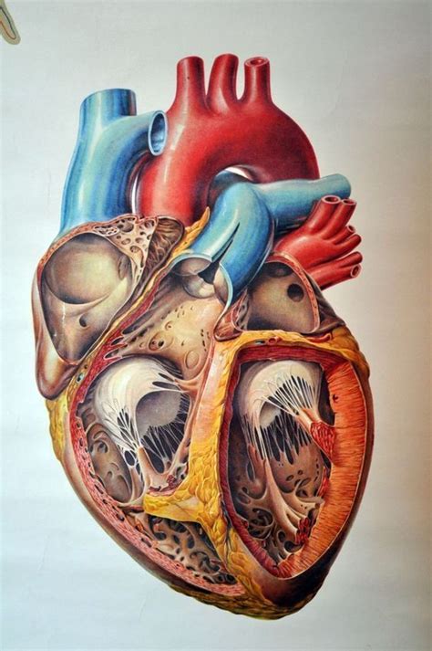 The Care Of The Heart Pump Anatomical Heart Art Anatomical Heart