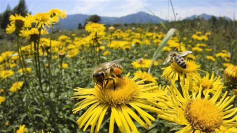¿por qué son tan importantes las abejas ecología taringa