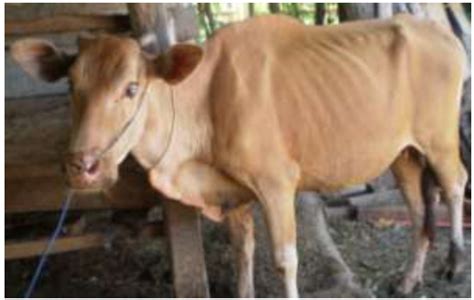 Gambar Sapi 9 Gambar Sapi Terbesar Di Dunia Jenis Foto Sapi