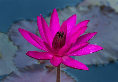 Night Blooming Water Lily The Stunning Antares At Fairchi Flickr
