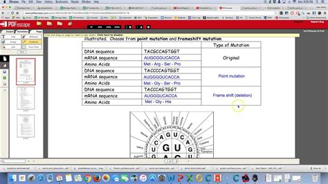 Final analysis there are three mutations you explored in this activity. Answers - Mutations Worksheet - YouTube