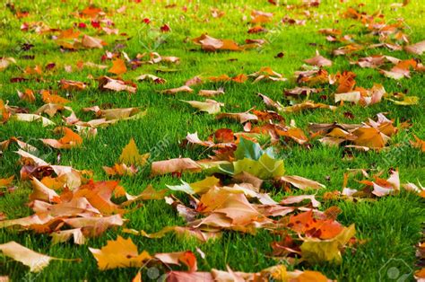 6 Autumn Lawn Care Tips