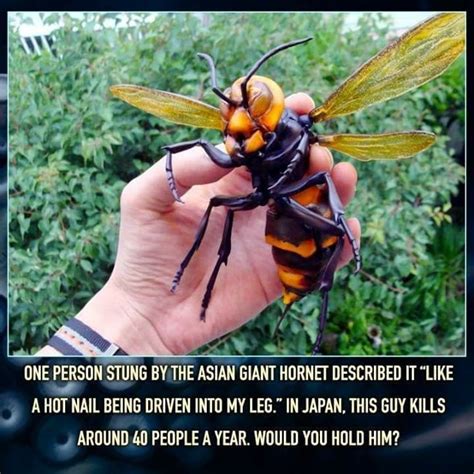 Not Really A Cool Fact This Is A Scary Fact Scary Animals Unusual