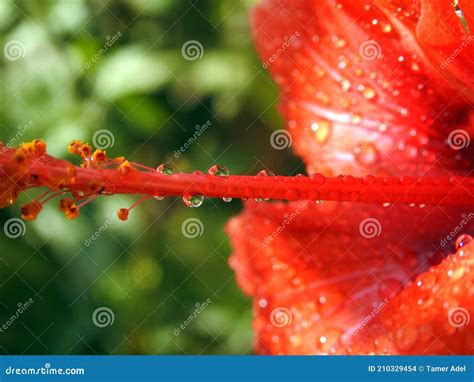A Close Up Of A Red Hibiscus Flower With Water Drops Red Flower With