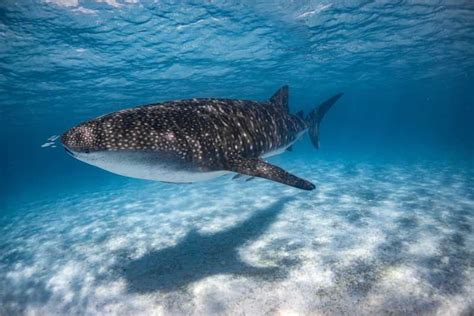Coral Bay Ningaloo Reef Swim And Snorkel With Whale Sharks Getyourguide