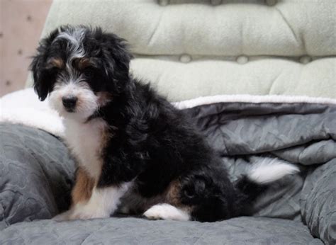 Mini Bernedoodle For Sale Millersburg Oh Male Ollie Ac Puppies Llc