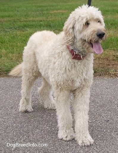 Goldendoodle Dog Breed Information And Pictures
