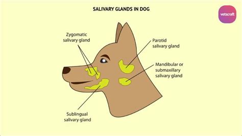 Salivary Glands Of Different Animals