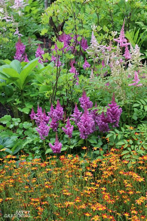Shade Loving Perennial Flowers 15 Beautiful Choices For