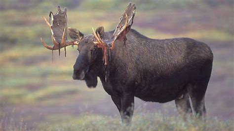 A Licence For Every 2 Animals Hunters Say Newfoundland Moose