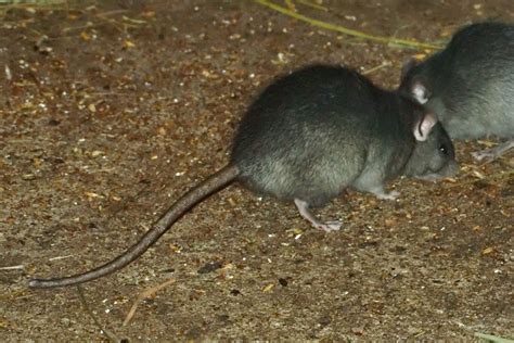 Black Rat Wikipedia
