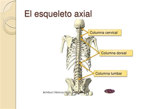 Esqueleto Axial