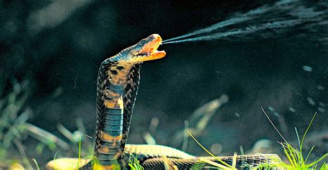 Top 10 Most Venomous Snakes In The World