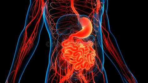 Human Internal Organ Digestive System Stomach With Small Intestine