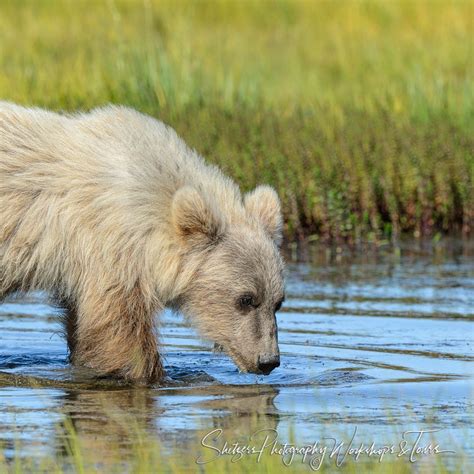 White Grizzly Bear Drinks From A Stream Shetzers Photography