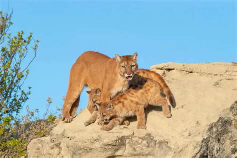 Wild Cats In Colorado Krebs Creek