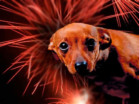 Tips To Calm Your Puppy This Diwali By Samira Abraham Waggle Blog