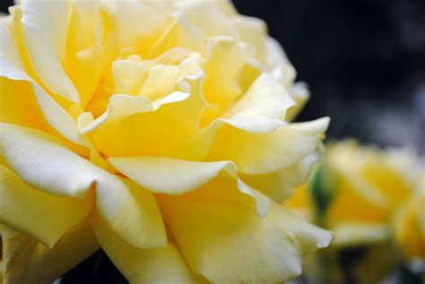 Free Picture Yellow Rose Flower Petals