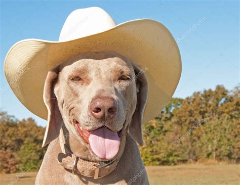 Weimaraner Dog Wearing A Cowboy Hat — Stock Photo © Okiepony 5566283