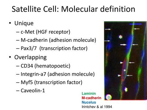 Ppt Satellite Cells Powerpoint Presentation Free Download Id1807024