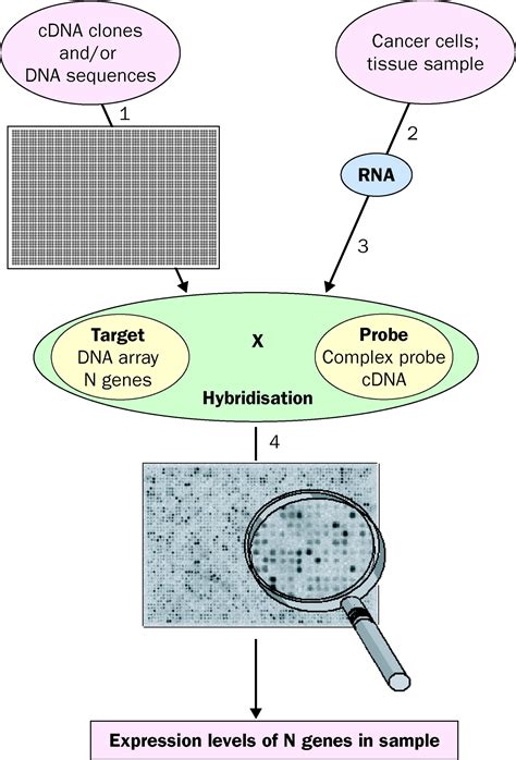 Gene Expression Profiling Of Cancer By Use Of Dna Arrays How Far From