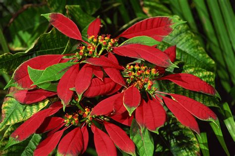 How To Make A Poinsettias Leaves Turn Red Poinsettia Plant