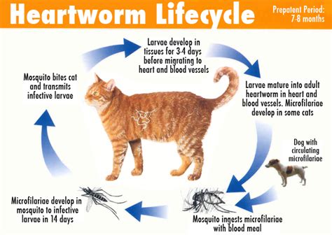 Did You Knowcats Are Also At Risk For Heartworm Disease Westside