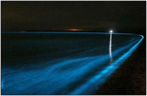 Amazing Bioluminescent Lake In Australia