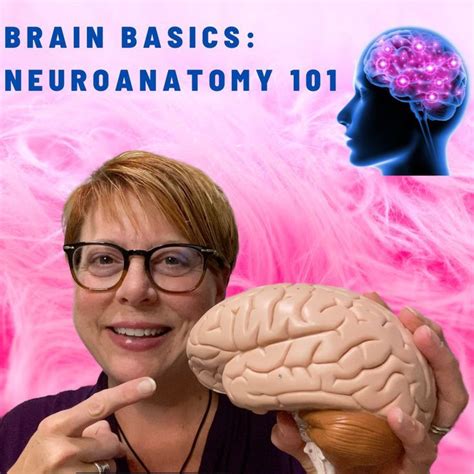 Brain Basics Neuroanatomy 101 — Happihuman By Kelly Aiello Nutrition