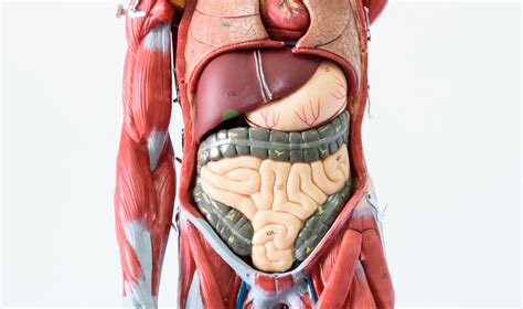 Male Anatomy Diagram Appendix How Many Organs In The Body Could You