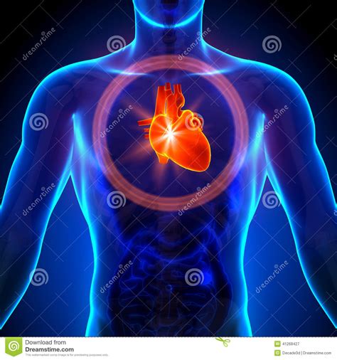 Coeur - Anatomie Masculine Des Organes Humains - Vue De Rayon X ...