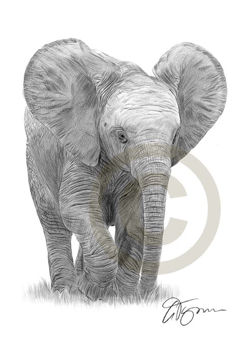 Baby Elephant Pencil Drawing Bestpencildrawing
