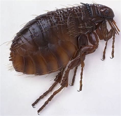 19 Shocking Flea Facts You Need To Know To Defeat Them Pest Hacks