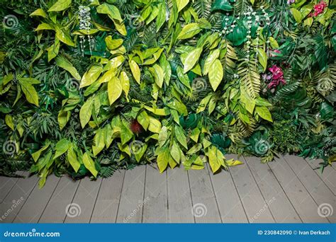 Green Wall With Plants Wood Floor Stock Photo Image Of Design Timber