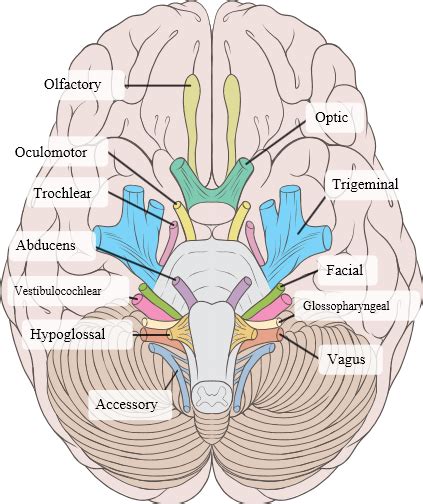 Cranial Nerves The Emergency Physio