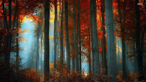 Fall Forest Night Wallpapers Top Free Fall Forest Night Backgrounds