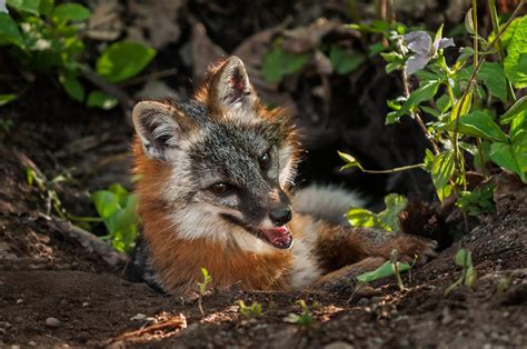 Gray Foxes Wild Animals News And Facts