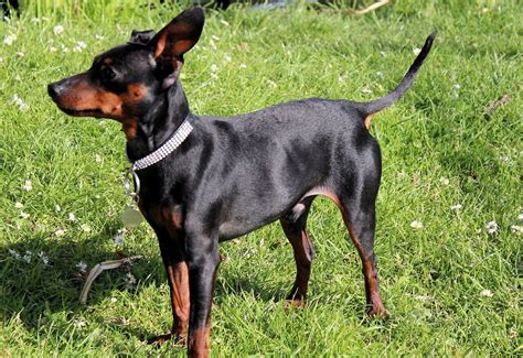 Dwergpinscher Karakter Verzorging Gezondheid Etc