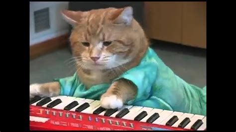 Keyboard Cat Reincarnated 15minutes Youtube