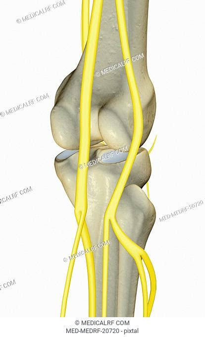 Nerve Supply Of The Knee Stock Photos And Images Agefotostock