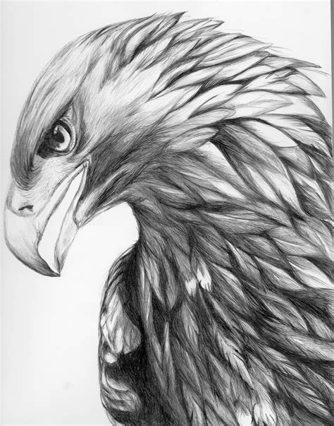 Aigle DessinÉ Au Stylo Bille Eagle Drawing Bird Drawings Eagle Tattoo