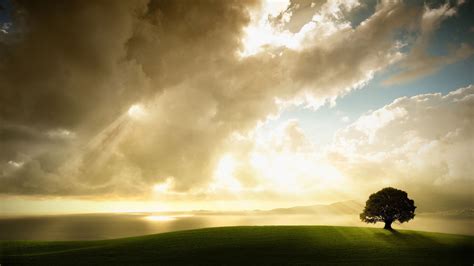 Download 1920x1080 Lonely Tree Clouds Field Sun Rays