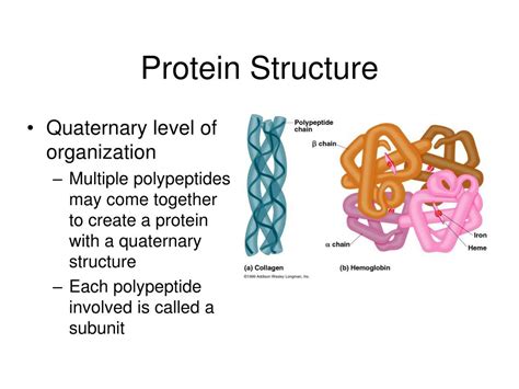 Ppt Protein Structure And Function Powerpoint Presentation Free