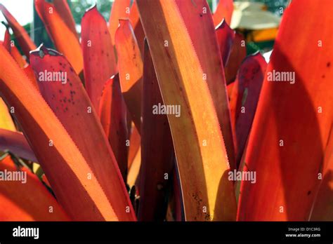 Orange Red Variegated Bromeliad Leaves Stock Photo Alamy