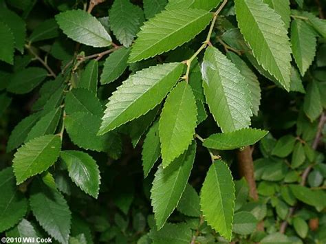 Chinese Elm Ulmus Parvifolia