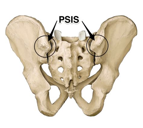 Gluteal And Psoas Relationship For Yogis Yoganatomy