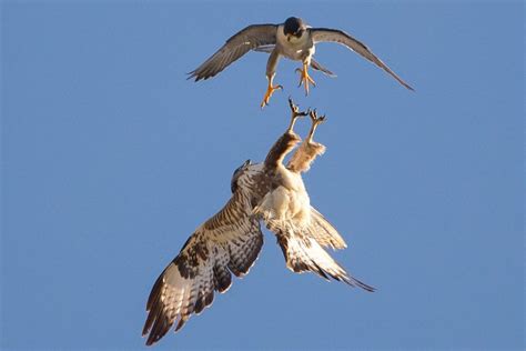 The peregrine falcon (falco peregrinus), also known as the peregrine, and historically as the duck hawk in north america, is a widespread bird of prey (raptor) in the family falconidae. Peregrine falcons' missile-like dive could help design ultimate drone killer